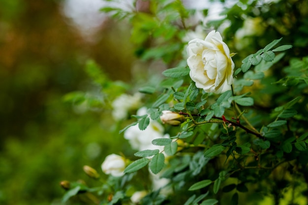 Białe kwiaty róży krzewów dzikiej róży w ogrodzie letnim. Kwitnie kwiaty i pąki. Dzikie kwiaty w ogrodzie.