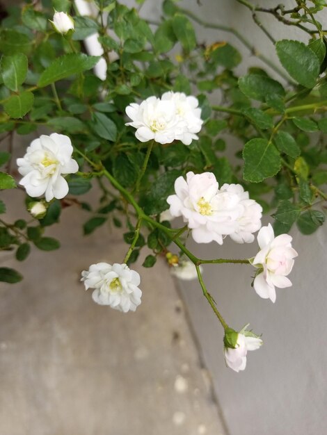 Białe kwiaty Rubus coronarius są bardzo małe i urocze