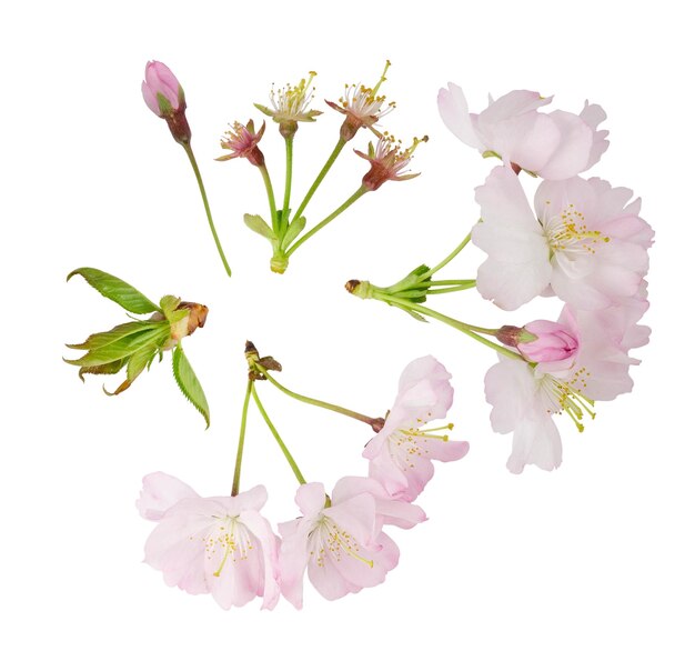Zdjęcie białe kwiaty sakura na białym tle