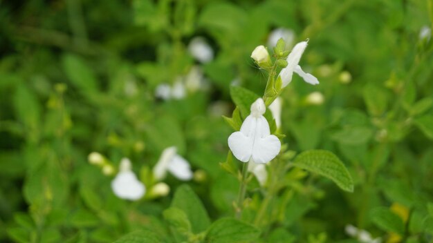 Zdjęcie białe kwiaty salvia greggii znane również jako san antone oregano jesień sage tabita