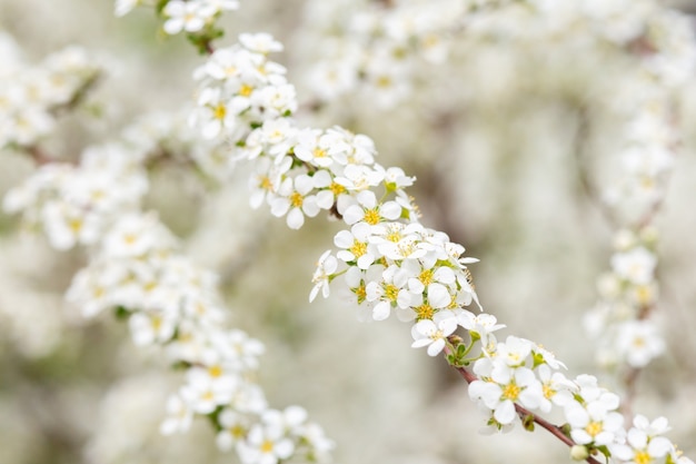 Białe kwiaty spiraea na gałęzi