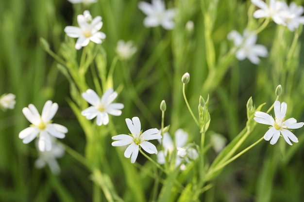 Białe kwiaty Stellaria holostea zbliżenie Stellaria holostea wieloletnia roślina zielna kwitnąca z rodziny goździków Caryophyllaceae selektywne focus
