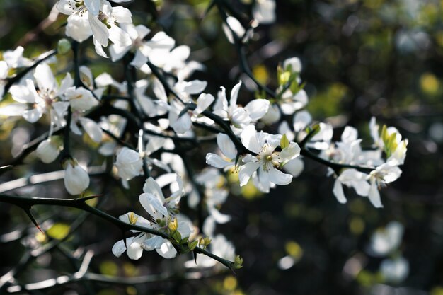 Białe kwiaty trójlistnej pomarańczy, poncirus trifoliata lub citrus trifoliata są również znane jako japońska gorzka pomarańcza, wytrzymała pomarańcza lub chińska gorzka pomarańcza