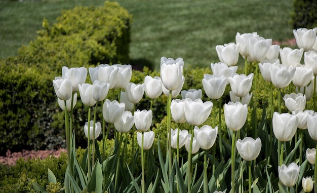 Białe kwiaty tulipanów w ogrodzie