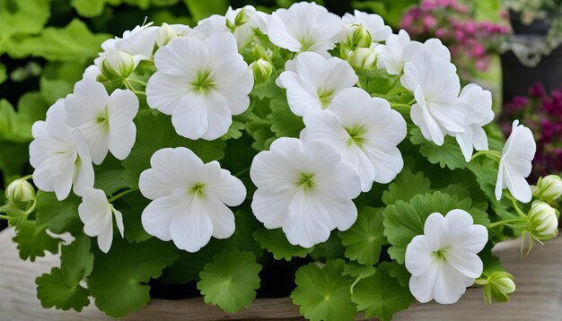 Zdjęcie białe kwiaty uprawiane w garnkach
