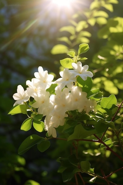 Białe kwiaty w słońcu