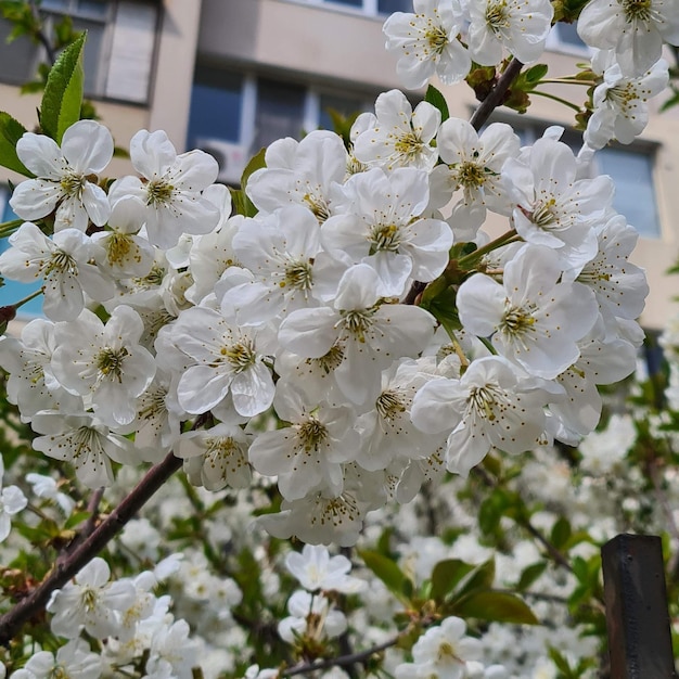 Białe kwiaty wiśni na tle błękitnego nieba i gałęzi, wiosenne kwiaty wiśni