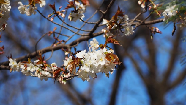 Białe kwiaty wiśni. Sakury kwitną w Meguro Ward Tokyo w Japonii od marca do kwietnia. Kwitnące drzewa wiśni są idealne do zwiedzania i festynów. Sakura kwiaty z 5 płatkami.