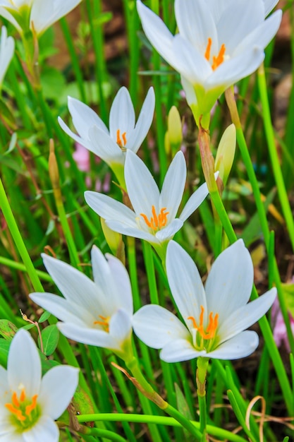 Białe kwiaty zephyranthes. Rain Lily