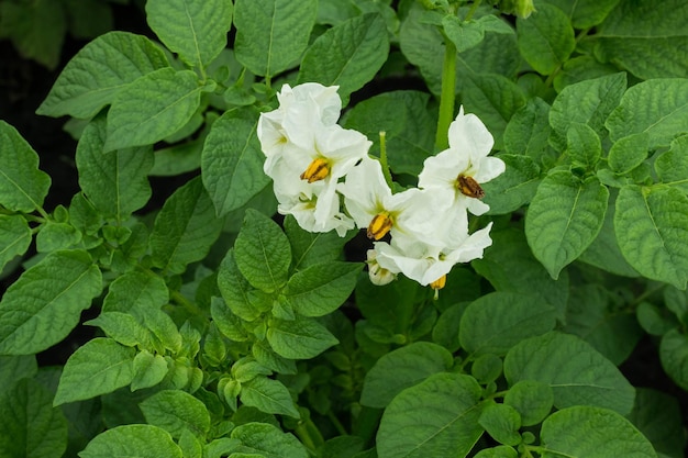 Białe kwiaty ziemniaka