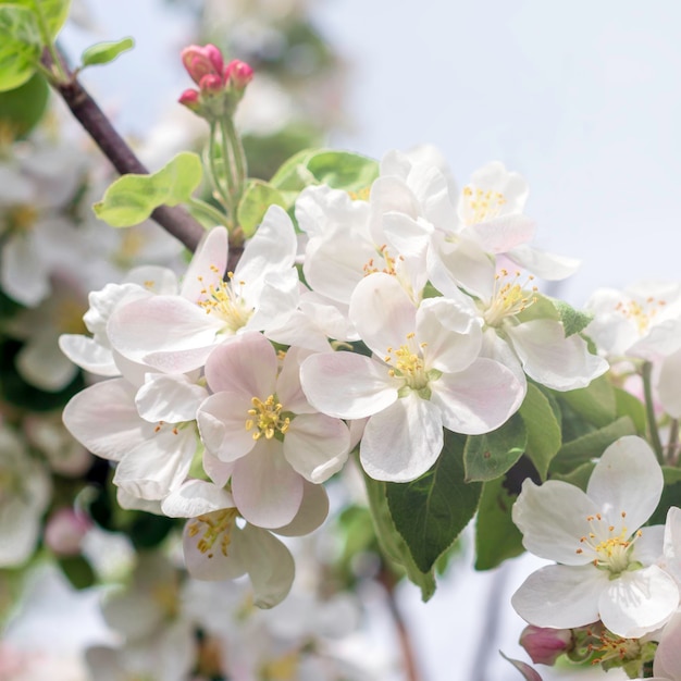 Białe kwitnące jabłonie w świetle słonecznym Sezon wiosenny