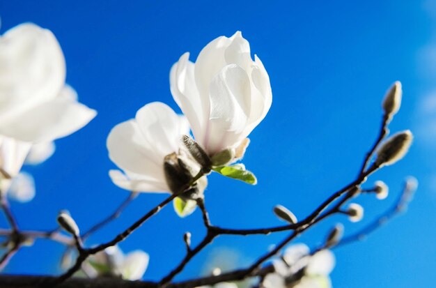 białe kwitnące magnolie na tle błękitnego nieba na wiosnę