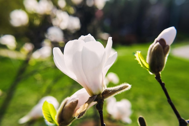 białe kwitnące magnolie na wiosnę