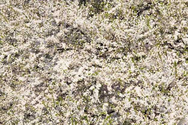 Białe kwitnące wiśniowe drzewo (tło wiosna)