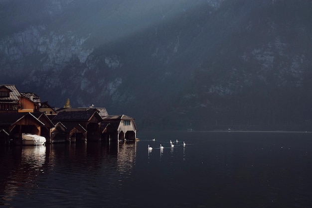 Białe łabędzie na jeziorze na ciemnej górze w Austrii