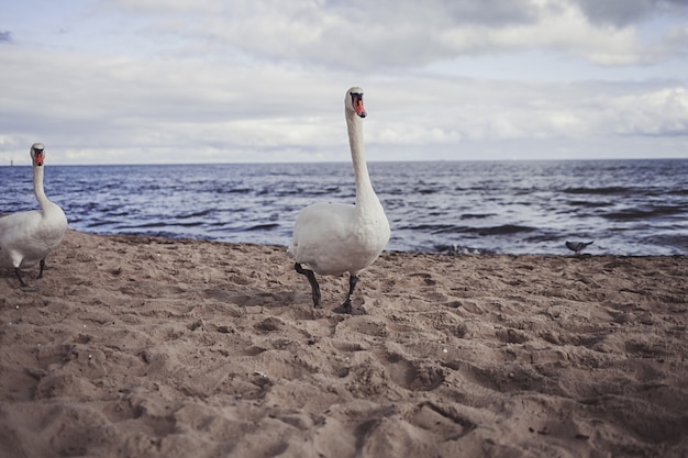 białe łabędzie na piaszczystej plaży