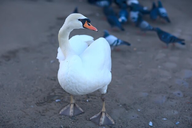 białe łabędzie w wodzie / dzikie piękne ptaki, łabędzie w przyrodzie