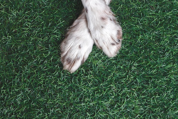 Białe łapy psa na trawie springer spaniel