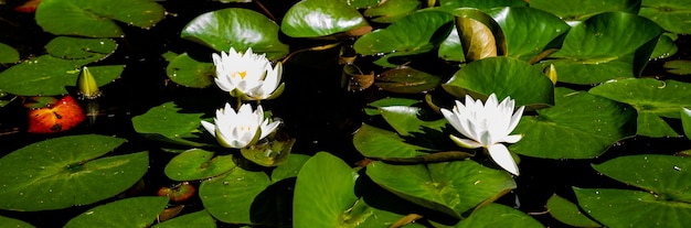 Białe Lilie Na Rzece, Lilia Wodna Na Małe Lake.lilies Unoszące Się W Wodzie. Piękny Prk, Ogród, Ogród Botaniczny. Baner Internetowy