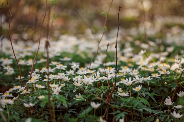 Białe małe kwiaty w lesie pole z kwiatami anemonów wiosna backgroung i wiosna