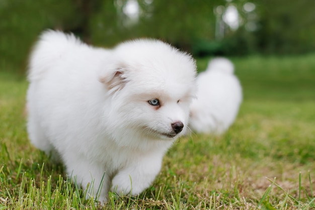 Białe małe szczenięta bawiące się na zielonej trawie podczas spaceru po parku. Urocza śliczna szczeniaczka Pomsky, husky zmieszana ze szpicem pomorskim