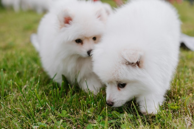 Białe małe szczenięta bawiące się na zielonej trawie podczas spaceru po parku. Urocza słodka szczeniaczka Pomsky, husky zmieszana ze szpicem pomorskim