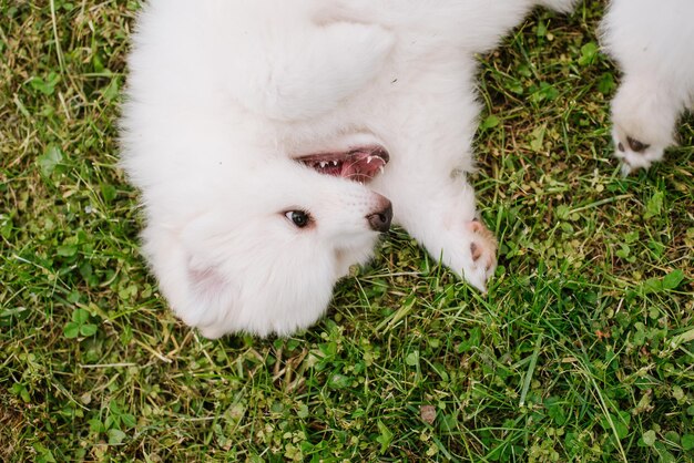 Białe małe szczenięta bawiące się na zielonej trawie podczas spaceru po parku. Urocza słodka szczeniaczka Pomsky, husky zmieszana ze szpicem pomorskim