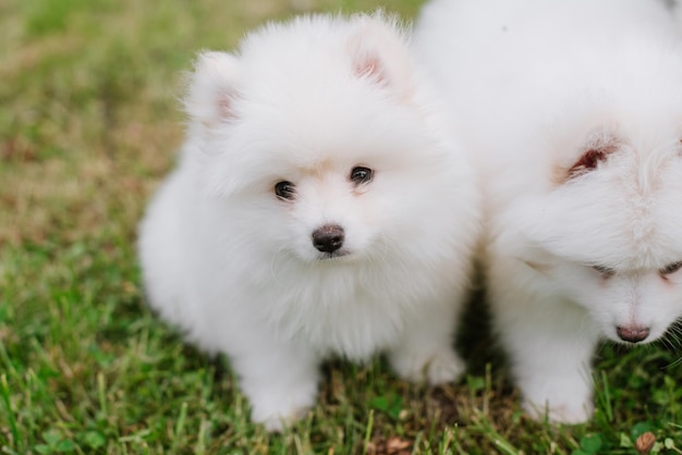 Białe Małe Szczenięta Bawiące Się Na Zielonej Trawie Podczas Spaceru Po Parku. Urocza Słodka Szczeniaczka Pomsky, Husky Zmieszana Ze Szpicem Pomorskim