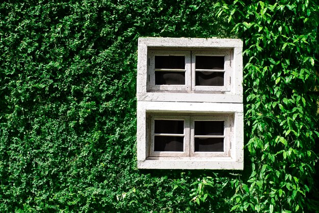 Zdjęcie białe okno na zielonej ścianie z naturalną architekturą roślin wspinaczkowych
