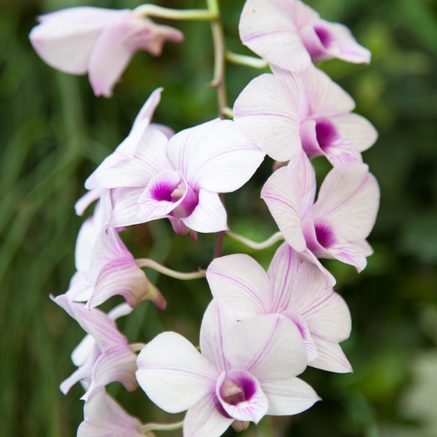 Białe orchidee