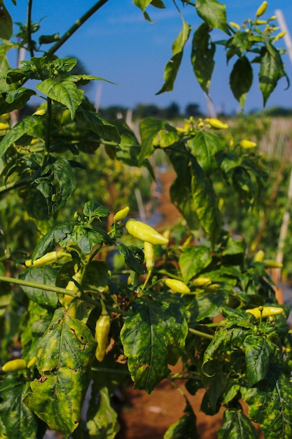Białe papryki chilli rosnące na wolności