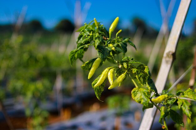 Białe papryki chilli rosnące na wolności