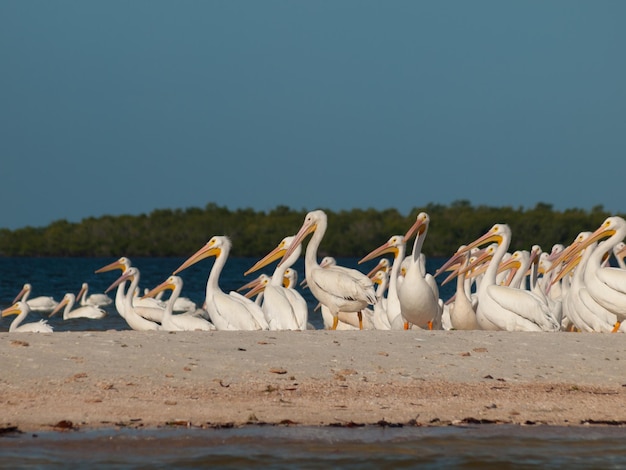 Białe pelikany na wyspie Chokoloskee.