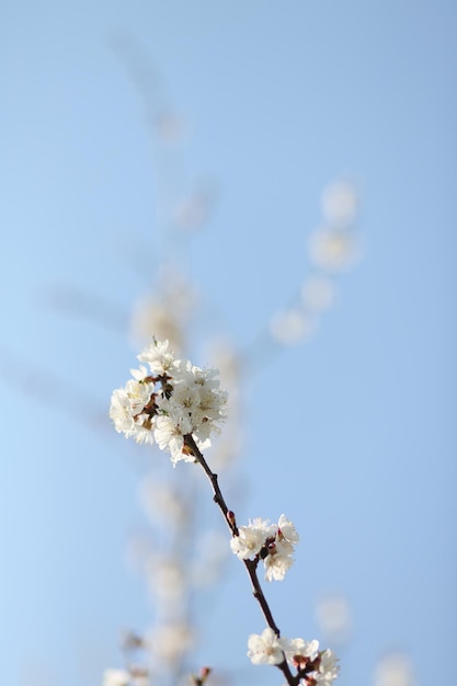 Białe piękne kwiaty na drzewie kwitnące wczesną wiosną backgroung blured