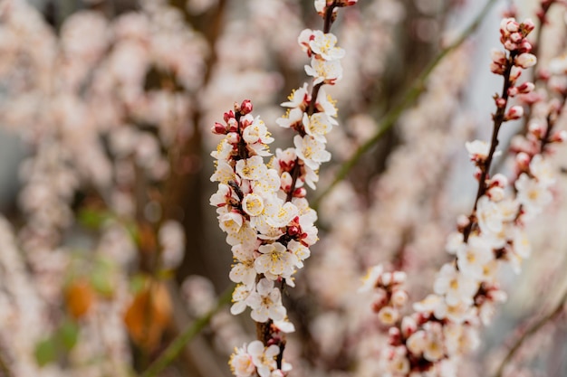 Białe piękne kwiaty na drzewie kwitnącym wczesną wiosną Wiosna Selektywne skupienie