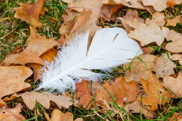 Białe pióra na suchym jesiennym liściu