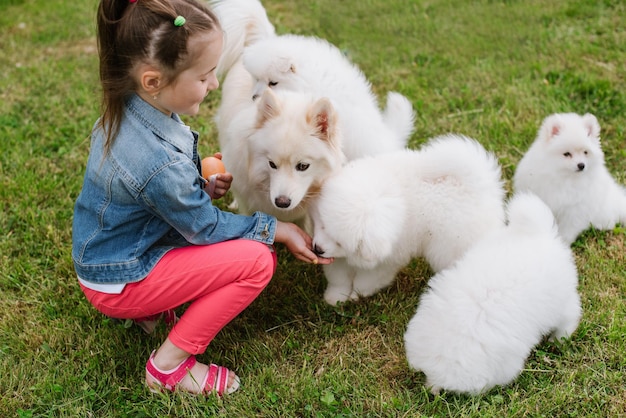 Białe psy Pomsky Puppy bawią się z małą dziewczynką na świeżym powietrzu w parku