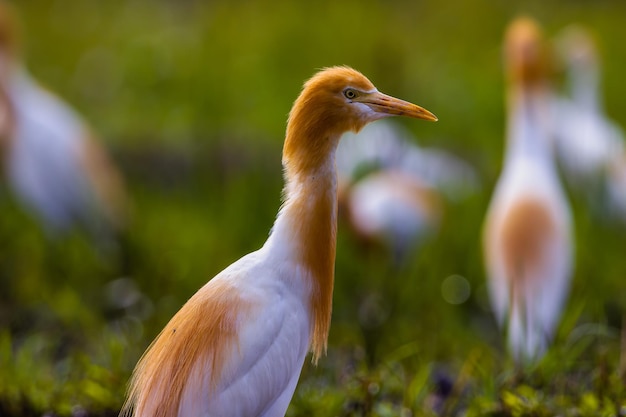 Białe ptaki egretta egretta garzetta stojące na wodnistym polu ryżowym w poszukiwaniu pożywienia to gatunek małej czapli z rodziny Ardeidae