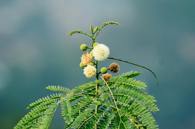 Zdjęcie białe, puszyste kulki, kwiaty leucaena leucocephala leucaena glauca mimosa leucozephala