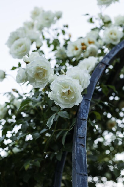 Zdjęcie białe róże na łuku w rosarium