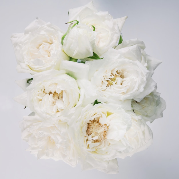 Zdjęcie białe róże z żółtymi pręcikami