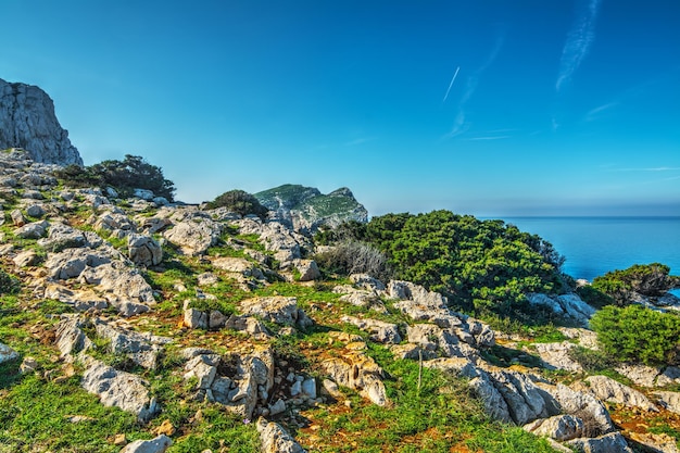 Białe skały i zielone rośliny w Capo Caccia Sardinia