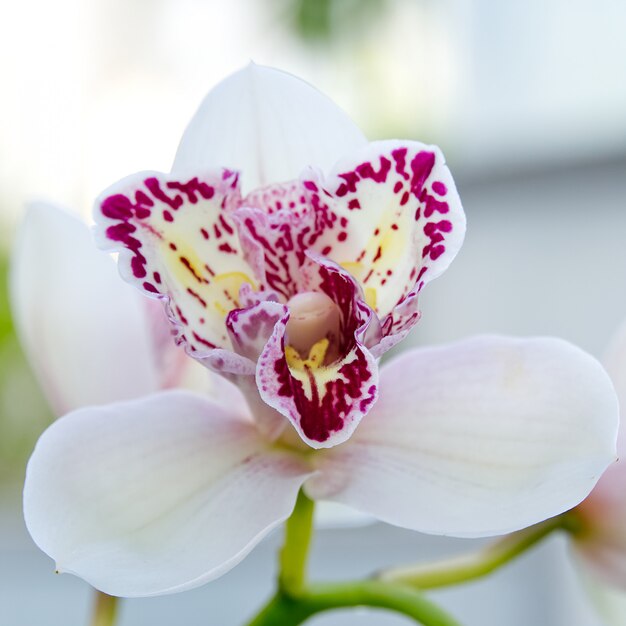 Białe Storczyki Cymbidium