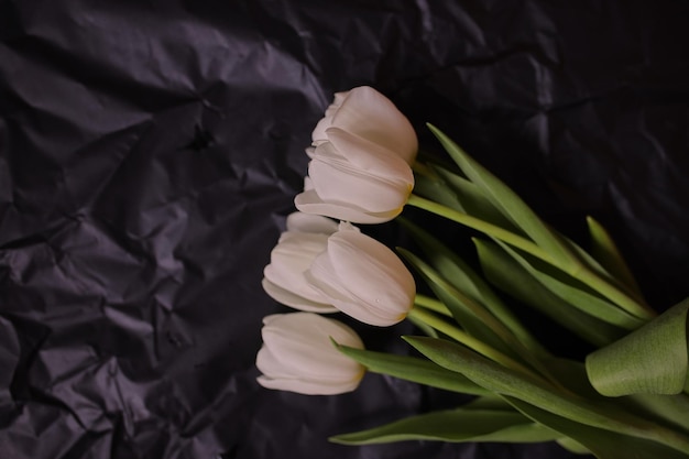 Białe tulipany na czarnym tle Tulipany Wiosenne kwiaty Zdjęcie kwiatów na pocztówce