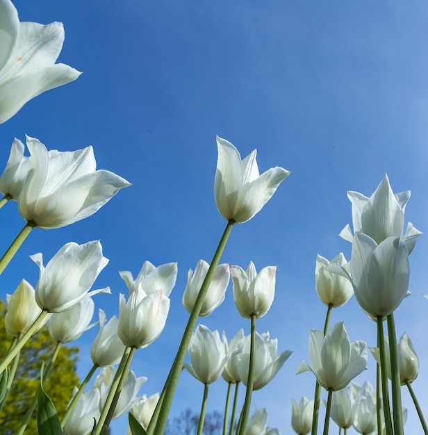 Białe Tulipany Na Tle Błękitnego Nieba