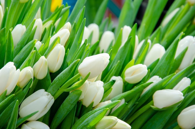 Białe tulipany na tło lub pocztówkę światowy dzień kobiet w naturalnym kolorze