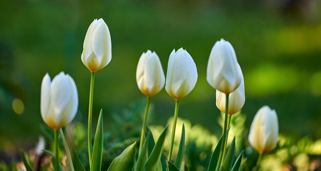 Białe tulipany rosnące w ogrodzie w słoneczny dzień Zbliżenie sezonowych kwiatów kwitnących w spokojnym polu Makro szczegóły tekstury i natura wzór płatków na łące zen na tle rozmazanego tła