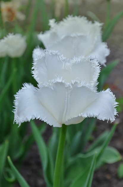 Białe tulipany z frędzlami kwitnące Cambridge