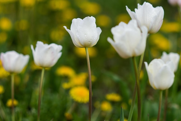 Białe tulipany z kroplami rosy na płatkach