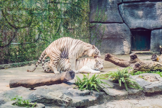 Białe Tygrysy Kojarzą Się W Pary W Wietnamskim Zoo